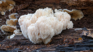 I Found The Best Lions Mane Supplements (2024)